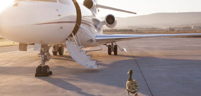 Vertis Aviation is introducing a new carbon offset programme which commits to offsetting 100% of carbon emissions generated by charter flights it arranges