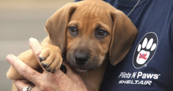 Sheltair has entered an official partnership with Pilots N Paws