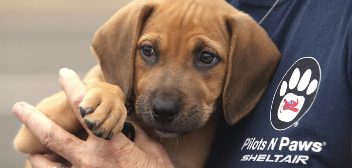 Sheltair has entered an official partnership with Pilots N Paws